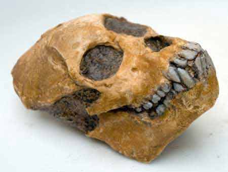 Moulage : Proconsul