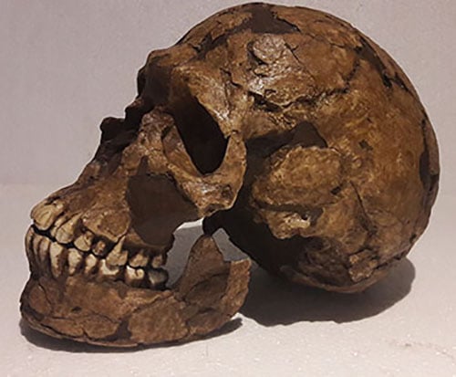 Moulage : crâne Homo sapiens “archaïque” Qafzeh 9