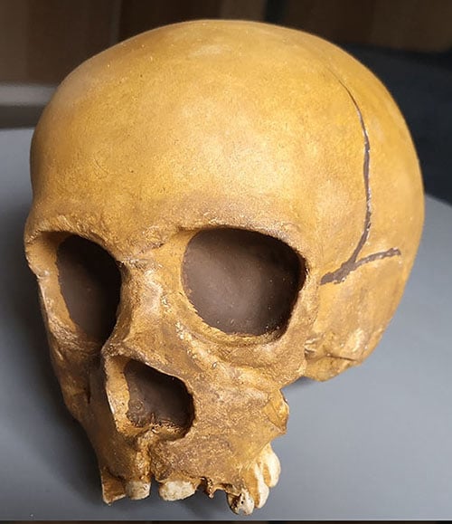 Moulage : crâne Néandertal "enfant de la Quina" La Quina 18