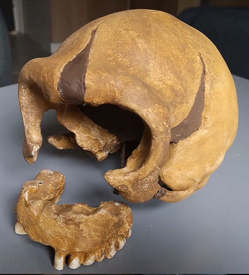 Moulage : crâne Néandertal "femme de la Quina" La Quina 5