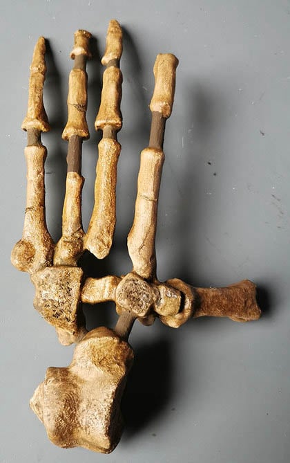 Moulage : pied d'Ardipithecus ramidus