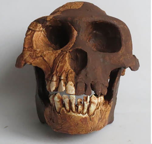 Moulage : Ardipithecus ramidus