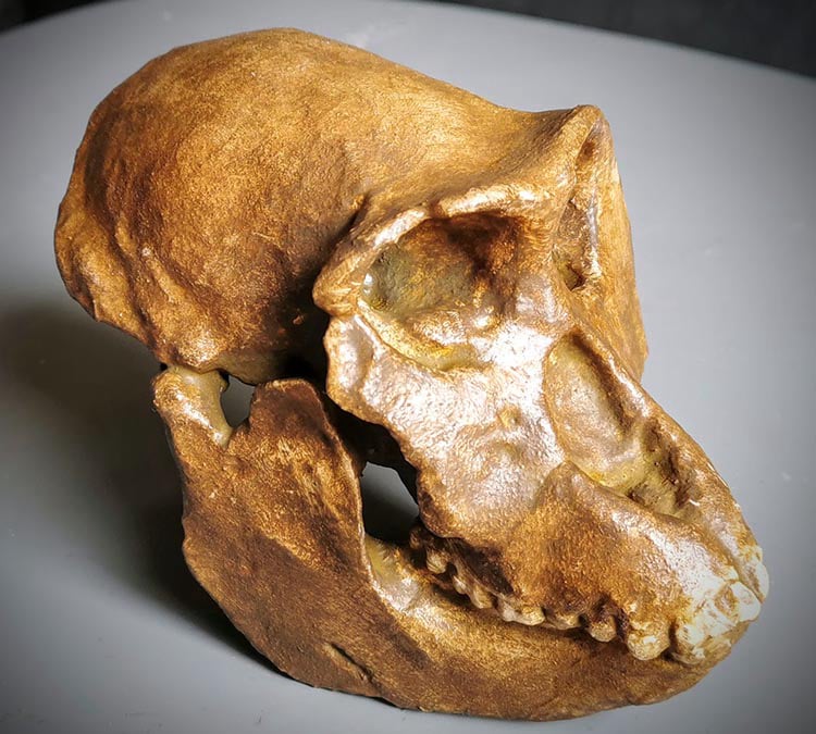 Moulage : Rhinocolobus turkanensis