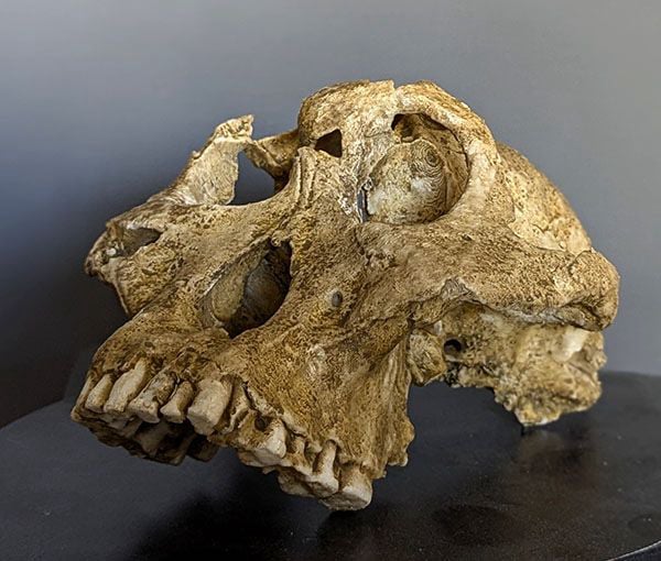 Moulage : Paranthropus robustus DNH 155