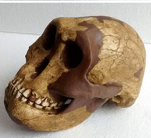 Moulage : Paranthropus robustus DNH 7
