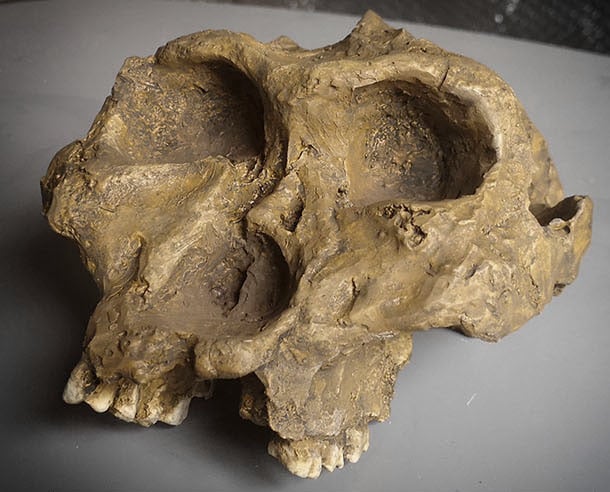 Moulage : crâne de Paranthropus robustus SK-48