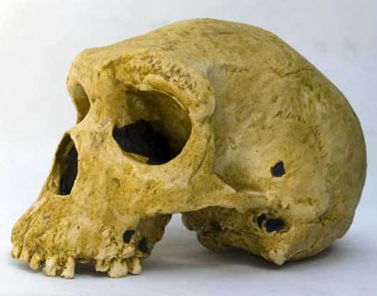 Moulage : crâne d'Homo rhodesiensis