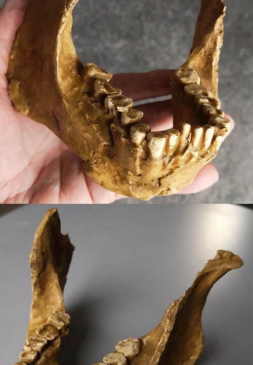 Moulage : mandibule d' Homo rudolfensis knmer 60000