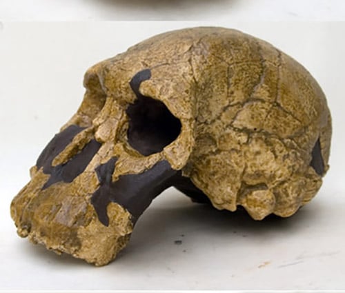 Moulage : crâne d' Homo rudolfensis