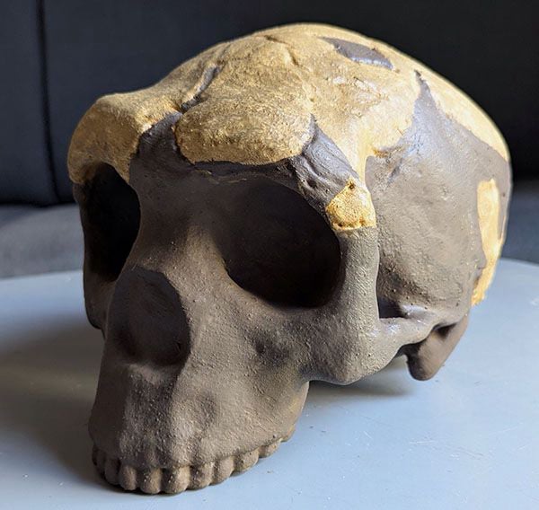 Moulage : crâne Homme de Saldanha reconstruit
