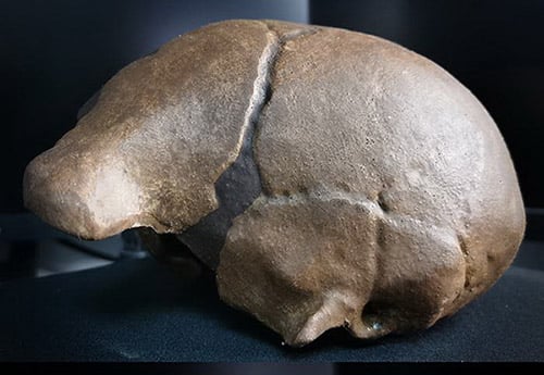 Moulage : crâne Homo erectus (ex Pithécanthrope de java) Sangiran 2