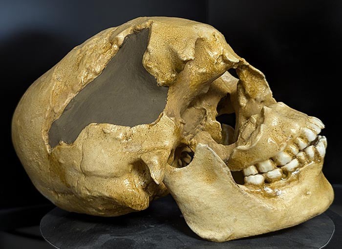 Moulage : crâne d'Homo Sapiens Lac Turkana Afrique