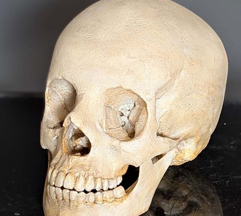 Moulage : crâne Homo Sapiens Moderne