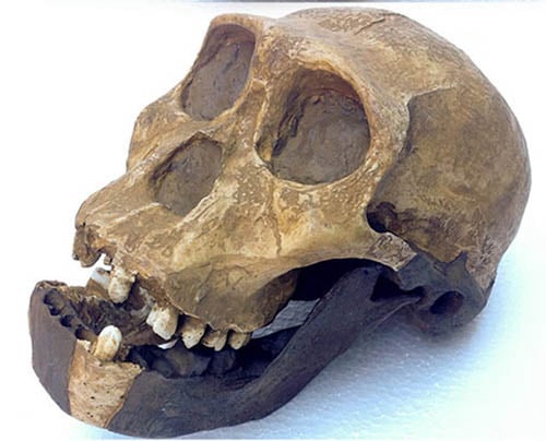 Moulage : crâne d'Australopithecus Sediba