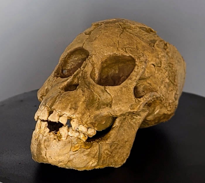 Moulage : crâne d'Australopithecus afarensis Selam