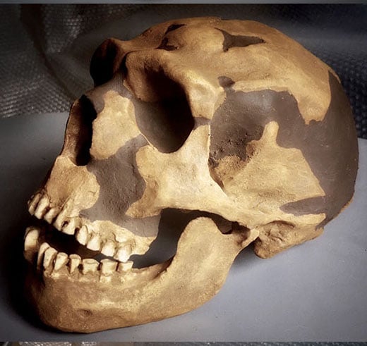 Moulage : crâne Homme de Néandertal Shanidar I