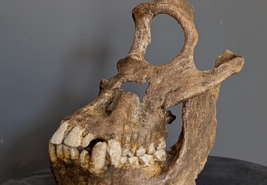 Moulage : Sivapithecus