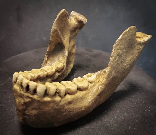 Moulage : mandibule Australopithecus robustus SK 23