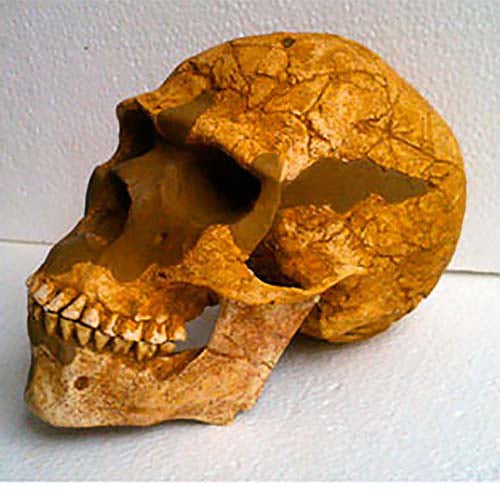 Moulage : crâne masculin Skhul V Sapiens archaïque