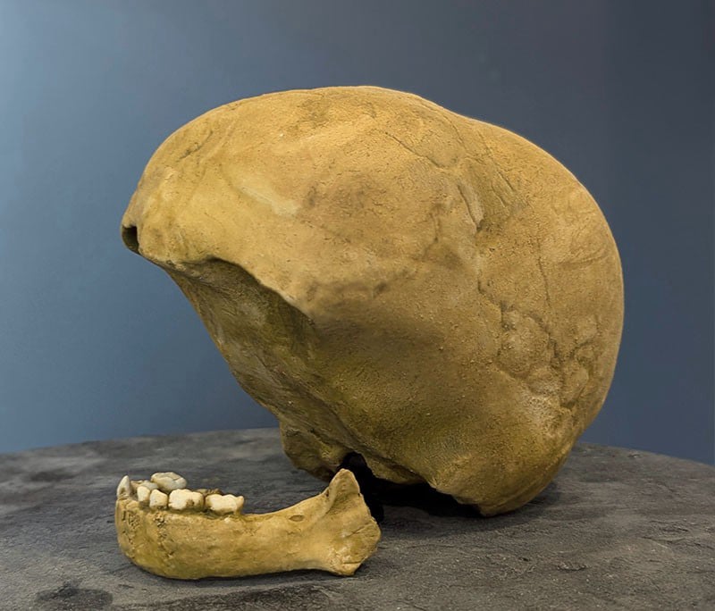 Moulage : crâne enfant Skhul 1 Sapiens archaïque