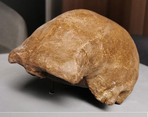 Moulage : crâne d'homo erectus Soloensis