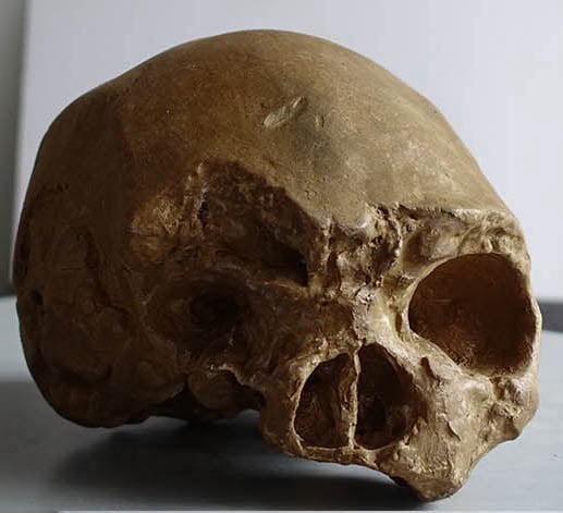 Moulage : crâne Homo sapiens Homme d'Eliye Springs KNM-ES-11693