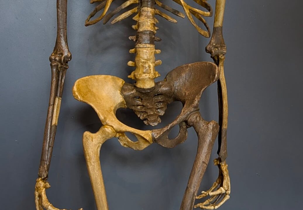Moulage : Reconstruction squelette Australopithecus Afarensis "LUCY"