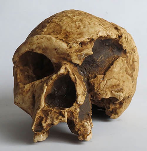 Moulage : crâne Homo steinheimensis