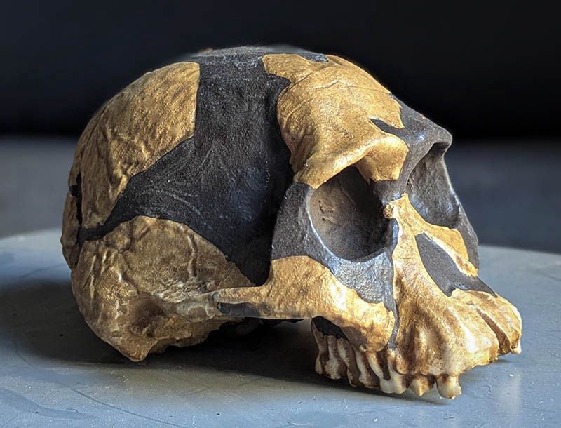 Moulage : Australopithecus africanus Stw 53 (Gautengensis)