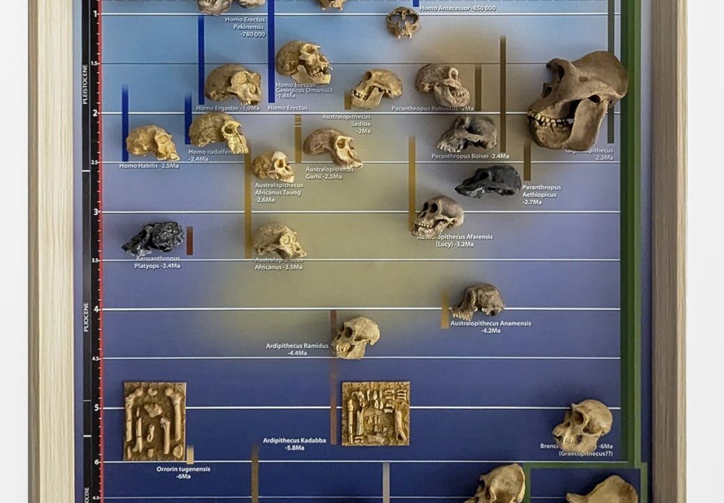 Moulage : Cadre 3D tableau phylogénétique évolution Homme
