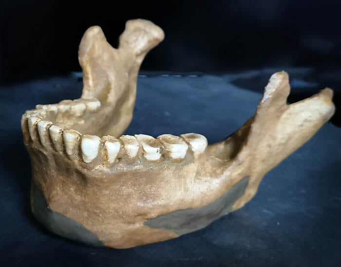 Moulage : mandibule Neandertal Tabun 2
