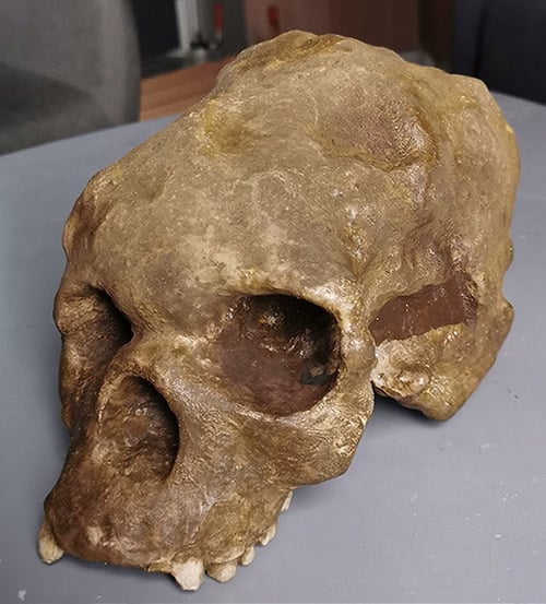 Moulage : crâne d'Homo Sapiens Talgai Australie