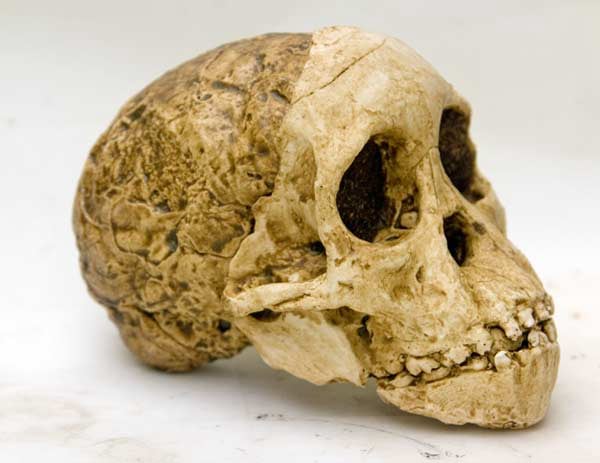 Moulage : Australopithecus africanus L'enfant de Taung