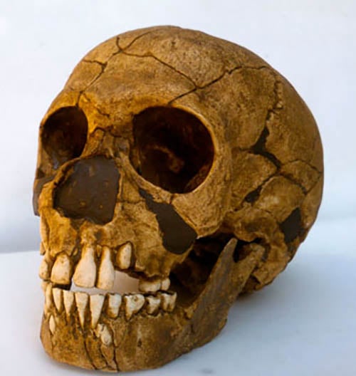 Moulage : crâne enfant Néandertal Teshik-Tash