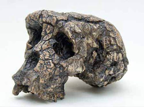 Moulage : Sahelanthropus tchadensis Toumaï
