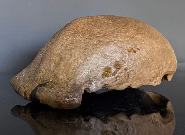 Moulage : crâne d'Homo Erectus Trinil II