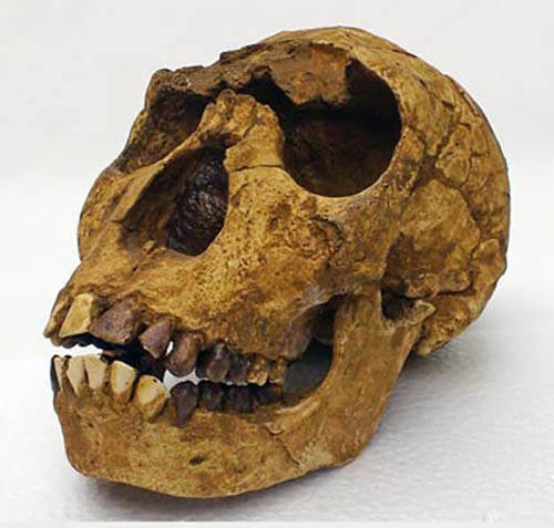 Moulage : crâne homo ergaster "Turkana Boy"