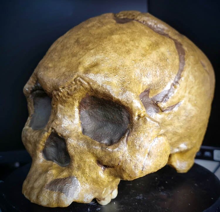 Moulage : crâne homo sapiens Homme de wajak