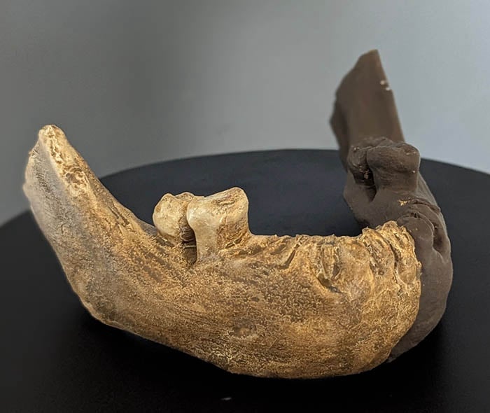 Moulage : mandibule de Xiahe Denisovien