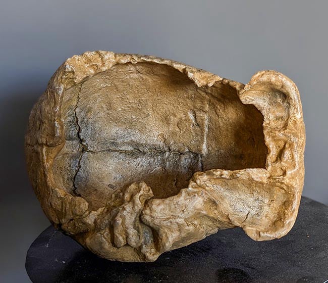 Moulage : crâne Homo erectus Zhoukoudian III