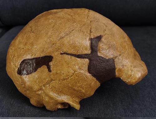 Moulage : crâne Homo Erectus Zhoukoudian X