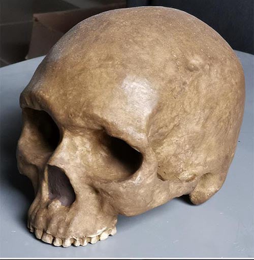 Moulage : crâne homo sapiens asiatique Zhoukoudian 101