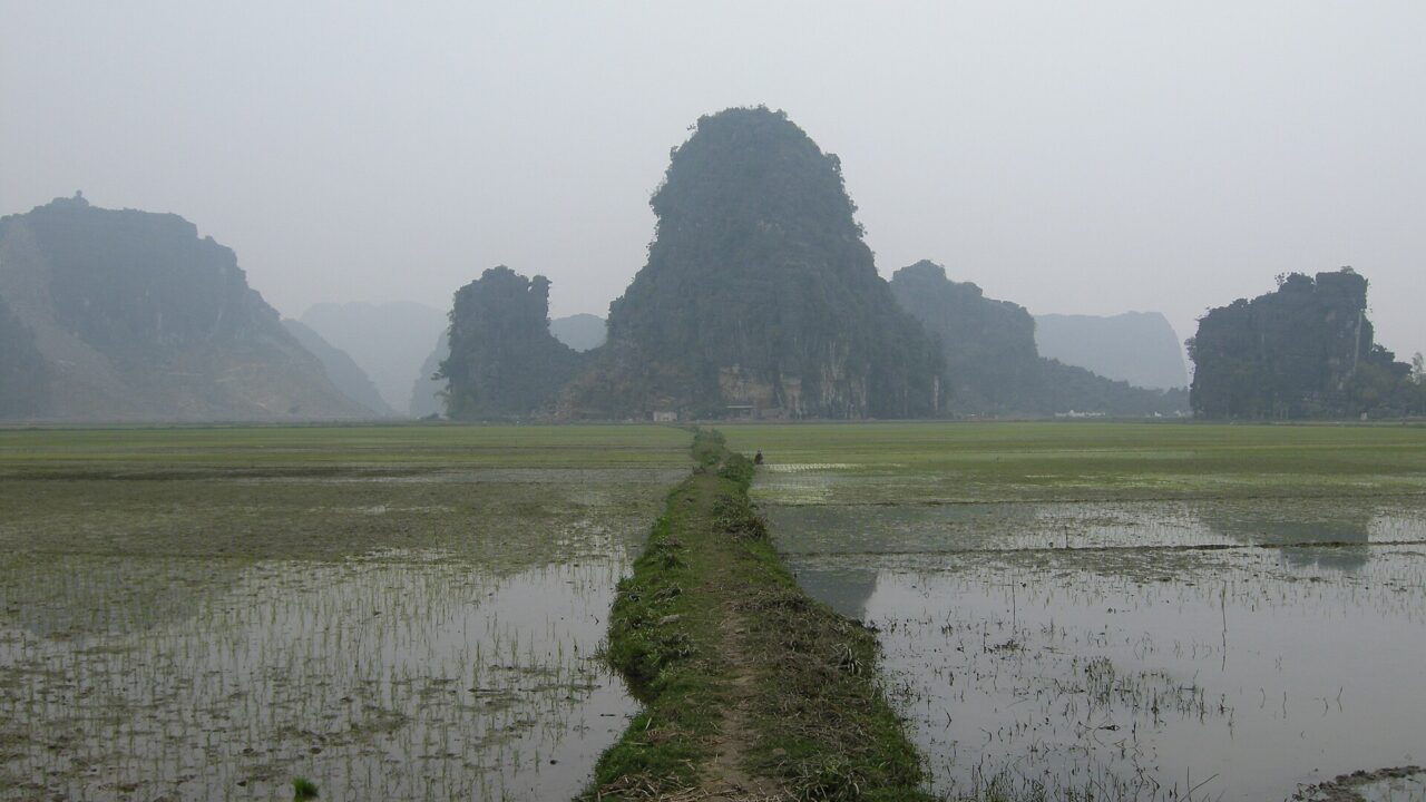 Rizières inondées et pitons calcaires de la région de Ninh Bình, au nord du Vietnam