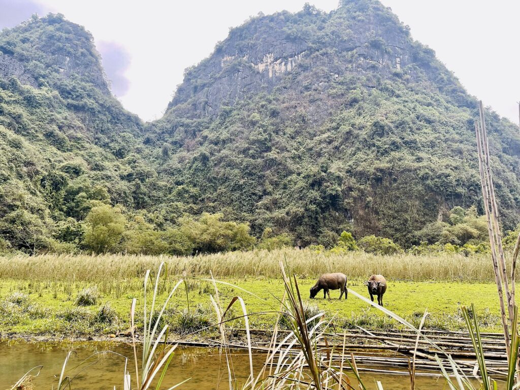 Vallée calcaire près de Tam Cốc, à Ninh Bình : rizières, cours d’eau et buffles au pâturage