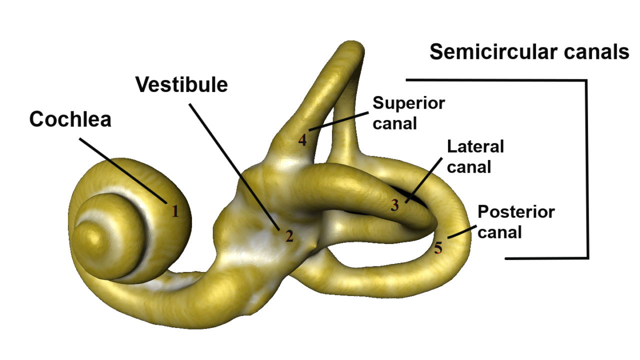 Le labyrinthe osseux, cavité de l'oreille interne dont la forme sert d'indicateur des affinités entre populations.