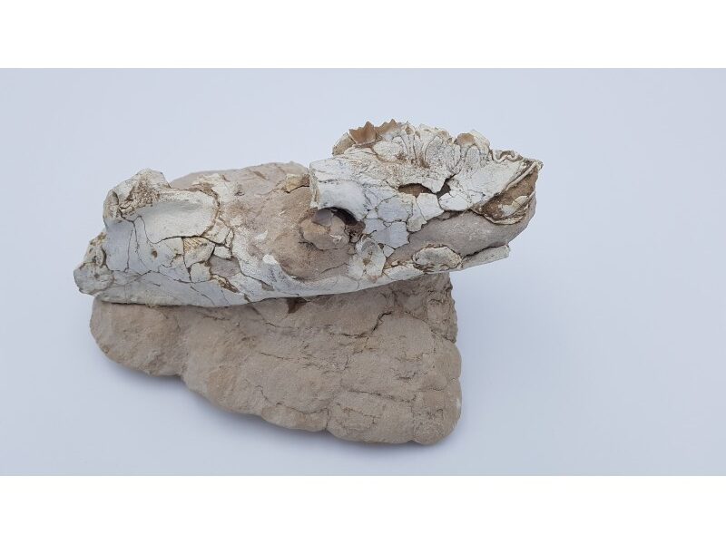 Oréodont 1 (Merycoidodon culbertsoni)