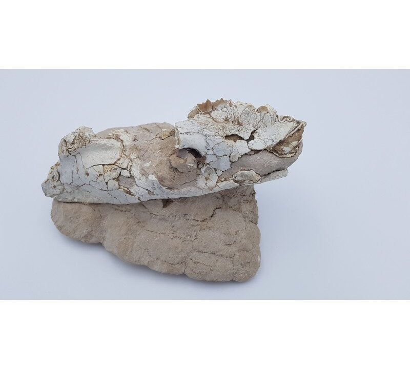 Oréodont 1 (Merycoidodon culbertsoni)