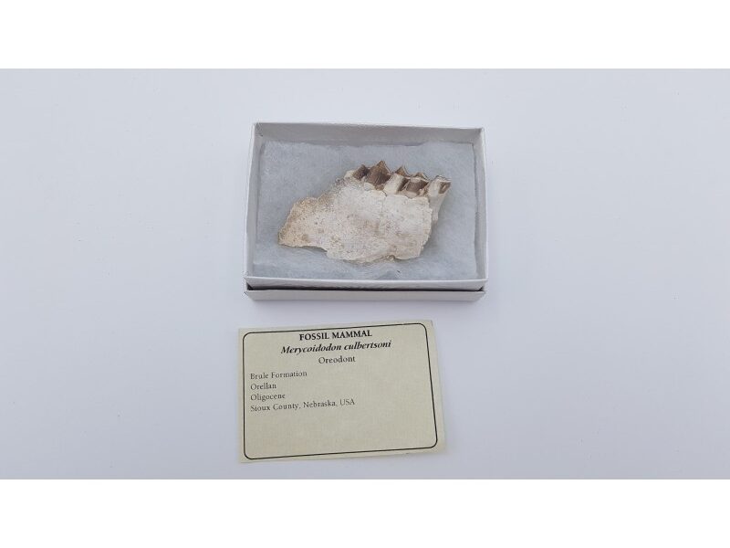 Oréodont (Merycoidodon culbertsoni)