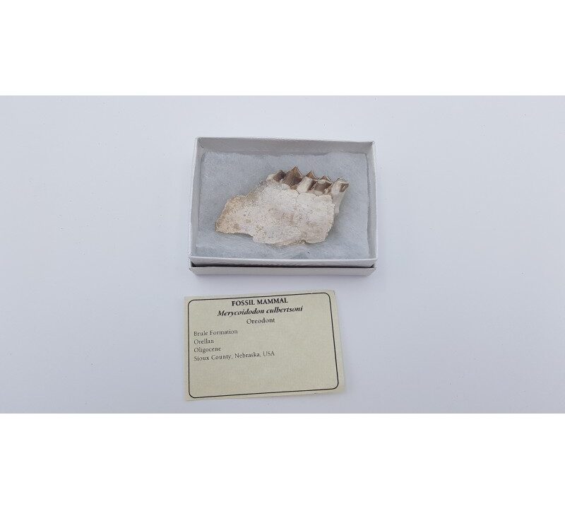 Oréodont (Merycoidodon culbertsoni)