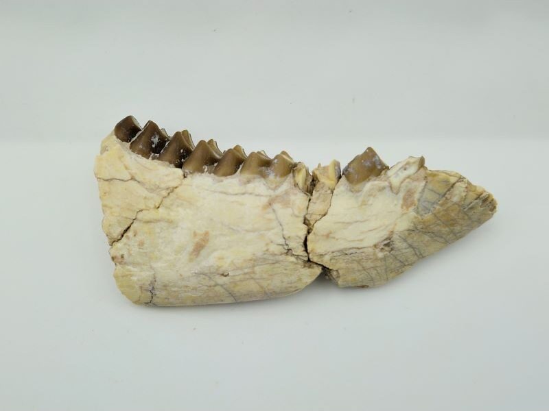 Oréodont (Merycoidodon gracilis)